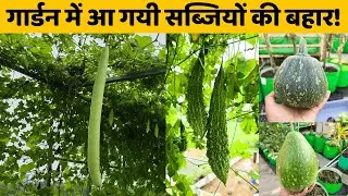 गार्डन में आ गयी सब्जियों की बहार🌱 | Thriving Terrace Garden Tour in Hindi