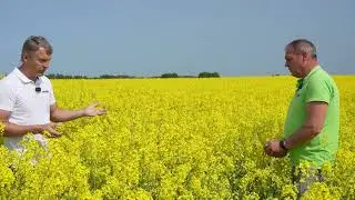 Žieminis rapsas Joniškio rajone, svarbūs darbai žydėjimo pabaigoje, kova su kenkėjais.