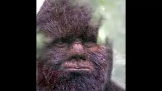 Is Todd Standing a Hero or a Hoaxer?? Let's find out. Is this Bigfoot??