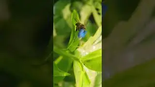 Macro Video,Bee collecting Honey #mobilephotography #nature #cameralens #macrophotography