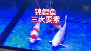中国辨识度最高的红白锦鲤鱼，这期视频来说一下锦鲤鱼的三大要素 #锦鲤鱼的三大要素 #三段红白锦鲤 #辨识度最高的红白锦鲤鱼 #锦鲤模样体型质地 #锦鲤鱼模样重要还是体型 #高端锦鲤鱼 #锦鲤地缸 #