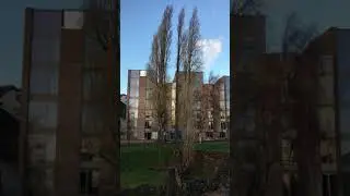 Lombardy poplar - trees - January 2019