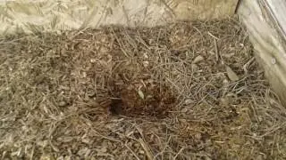 Tomato Seedling Survival