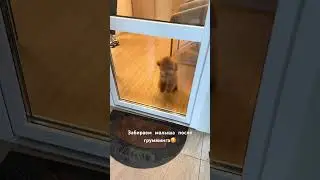 Забираем нашу булочку после грумминга -один из любимых моментов 🥰#funnydogvideo #тойпудель