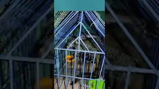 Having Asian Palm Civet As A PET... #Asianpalmcivet  #Civet #Viverridae