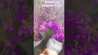 trending purple tree main trai Kiya🥰