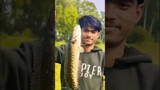 I Caught A Massive Snakehead With A DIY Trap