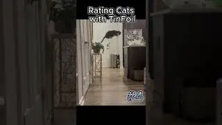 Ranking Funniest Cats with Tin Foil Moments  #laugher #funny #cat  #subscribe