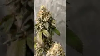 From my last grow! Donnie burger! #cannabisdaily #blog #educational #satisfying