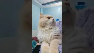 #cat #facts #funny #animals #growwithcats #catshorts #catvideos #catlovers #funnycats #kitten