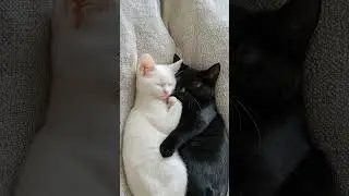 Black & White Cuddle Power 🐾