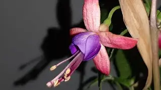 Brinco de princesa (Funchsia hybrida) #shorts #short