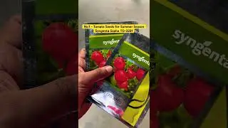 No.1 - Tomato Seeds Syngenta Saaho TO-3251 #plant #agriculture #fartilizer #viral #shortvideos