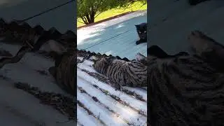 Purcy loves the roof