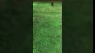 Banana Bomb