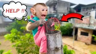Monkey Sasa cried miserably because he was stuck at high altitude