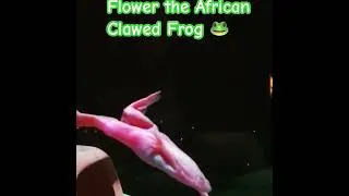 More footage of our African clawed frog #oldies #africanclawedfrog #frog #petsupplies