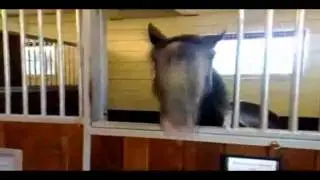 DEAR PRINCESS CELESTIA