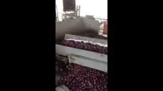 2013 Prune Plum Harvest - Dehydration