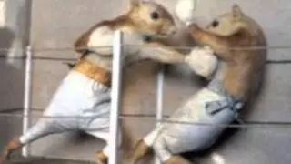 NUTS, HOT NUTS!