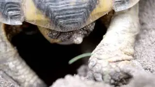 Кладка Марго