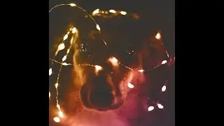 Andrew Kamen - Honey