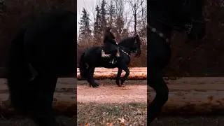Percheron...follow for more amazing content🙌 #shorts