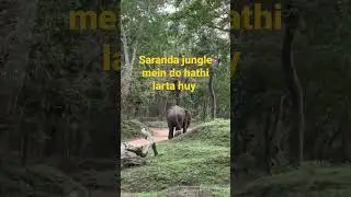 Saranda jungle mein Hathiyon ki ladai #viral #shortvideo #asmr #trending #shots #diy #india #video😯😮