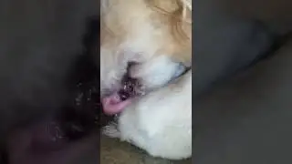 ASMR Dog Licking His Paw Like A Kitten - Cute Golden Retriever