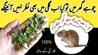 Chohe Bhagane Ka Tarika l How to Get Rid Of Rats l Rat Killer l Kitchen tips and hacks