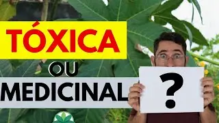 MAMONA - T&oacute;xica ou Medicinal?