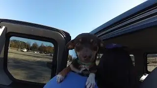 &hearts;&hearts;&hearts;END OF THE YEAR DOG RESCUE TRANSPORT&hearts;&hearts;&hearts;