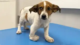 Life Changed for a Vulnerable Pup Born with a Flaw But Loved Back to Health