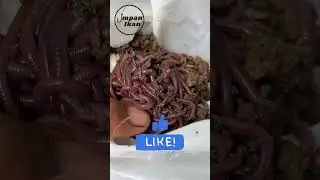 Pilih umpan alami ikan mas menurut kamu paling ampuh #shorts