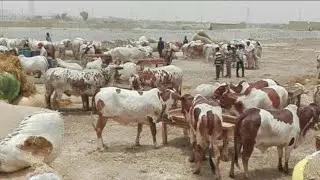 SohrabGoth Mandi First Trip | Maweshi Mandi 2018