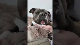 Cozy snowy morning routine ❄️🥰 #dogs #pethumor #funnydog #bullybreed #Doghumor Dog life, dog