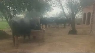 animal live