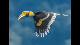 Great Hornbill (Buceros bicornis)