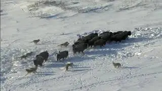 Pack Of Wolves Hunt a Bison Frozen Planet BBC Earth