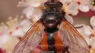 Tachina fera