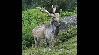 Markhor new latest viral video see short video about Markhor