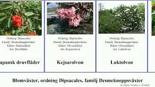Blomv&auml;xter, ordning Dipsacales, familj Desmeknoppsv&auml;xter angiosperms Viburnum Tandolvon Fl&auml;der