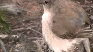 Ptaki Australii: Microeca fascinans 03