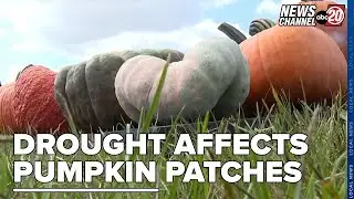 Pumpkin Patches Have Been Affected by the Drought
