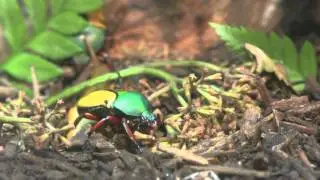 San Diego Zoo Insect House