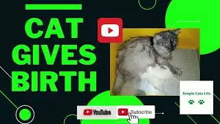 Cat Gives birth: Cat giving birth