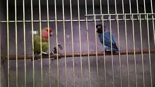 Очень красивые попугаи в клетке.  Parrots in the cage.