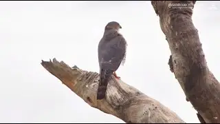 Safarihoek, Wildlife Cam, Namibia 2026/01/29