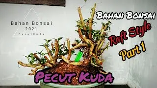 Bahan Bonsai Pecut Kuda || Raft Style ||Masih Bahan Bagian 1