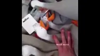 Best Vines Duck Army Compilation #1